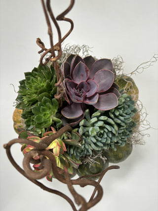 Harvest Pumpkin Succulent