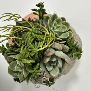 Succulent Garden