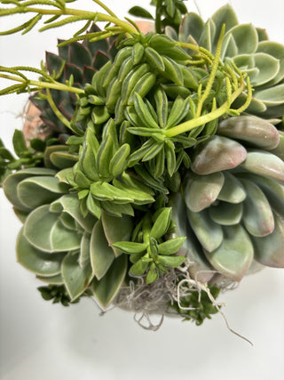 Succulent Garden