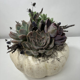 White Beach Pumpkin