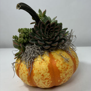 Fall Pumpkin Succulent