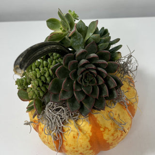 Fall Pumpkin Succulent