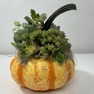 Fall Pumpkin Succulent