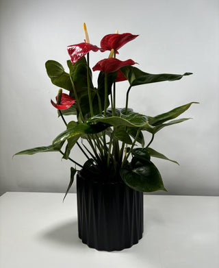 Anthurium | 6"