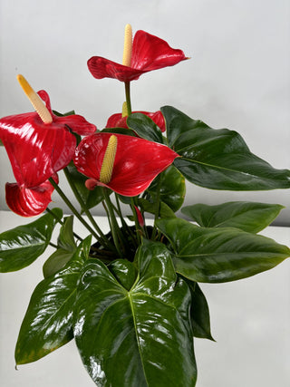 Anthurium | 6"